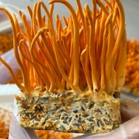 NẤM ĐÔNG TRÙNG HẠ THẢO KHÔ 